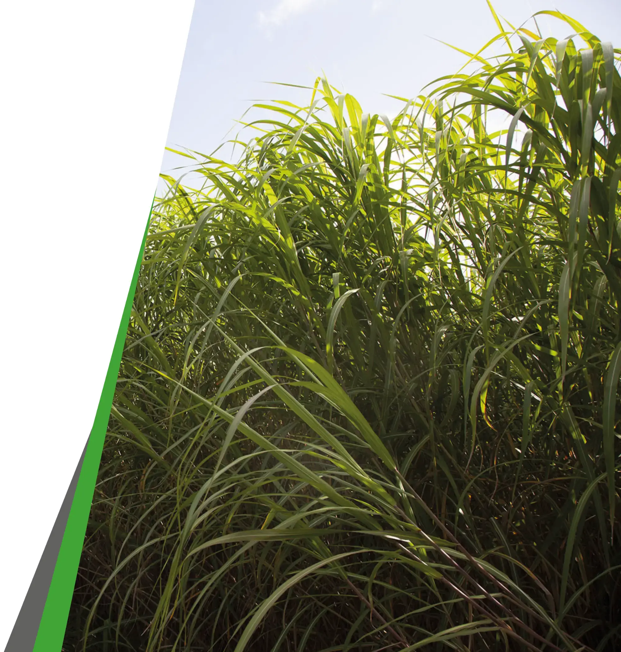 Fibrepac - miscanthus in summer